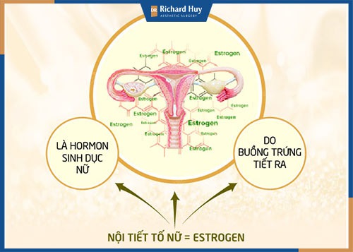 Hormone estrogen là hormone quyết định tới khích thước vòng 1