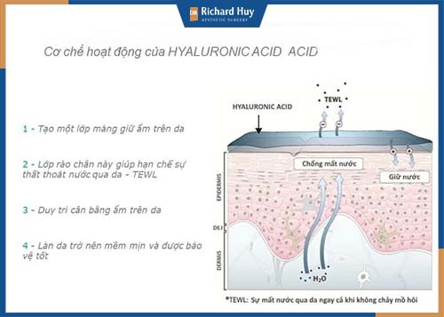 Cơ chế hoạt động của acid Hyaluronic ( HA)