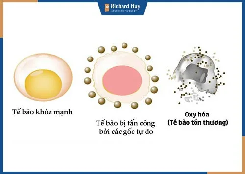 Cách làm cho da mặt căng mịn Cách làm cho da mặt căng mịn
